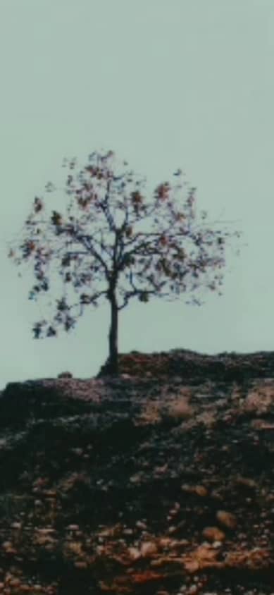 خوشبختی امریست جمعی